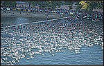 race10.jpg